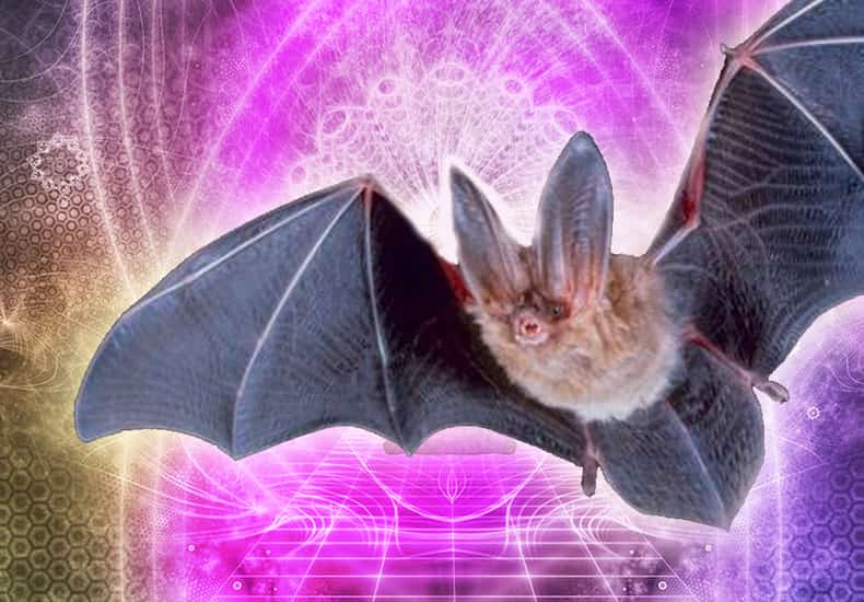 Bat Spirit Animal