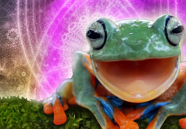 Frog Spirit Animal