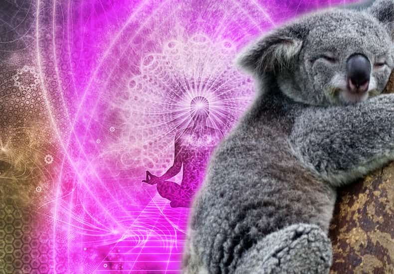 Koala Spirit Animal