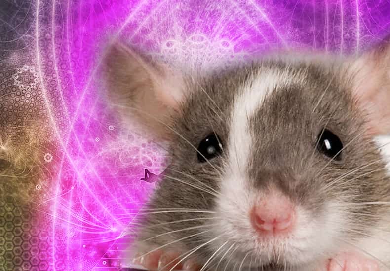 Rat Spirit Animal
