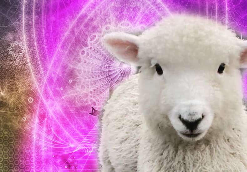 Sheep Spirit Animal
