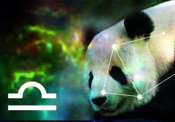 Libra Spirit Animal: Panda